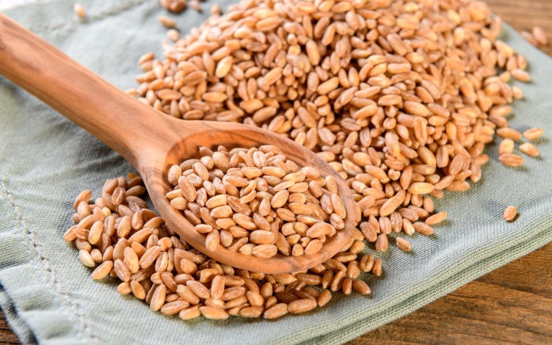 farro:-health-benefits-of-this-ancient-grain