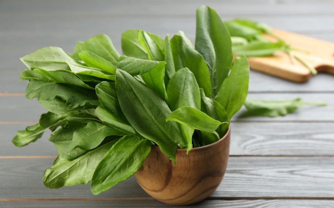 sorrel:-the-tangy-flavour-leaf-with-multiple-health-benefits