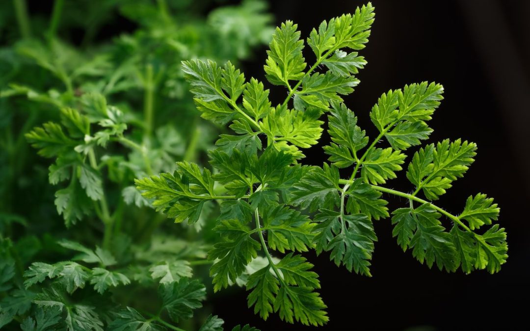 chervil-–-the-medicinal-herb-for-a-healthy-body
