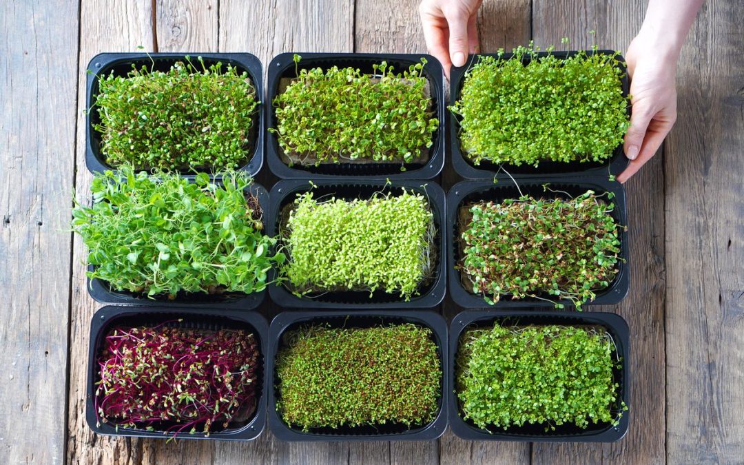 the-connection-between-microgreens-and-health