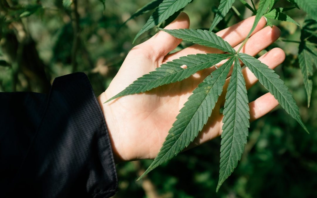 how-minor-cannabinoids-&-marijuana-are-affecting-the-wellness-world