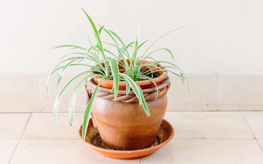 how-to-care-for-the-funky-spider-plant-so-it-multiplies-before-your-eyes