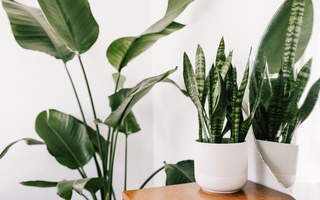 green-thumbs-agree:-these-are-the-15-absolute-best-houseplants-for-beginners