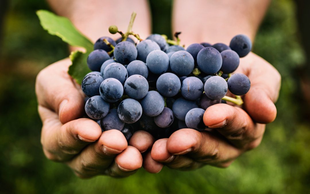 black-grapes-for-diabetes-–-healthy-or-risky?
